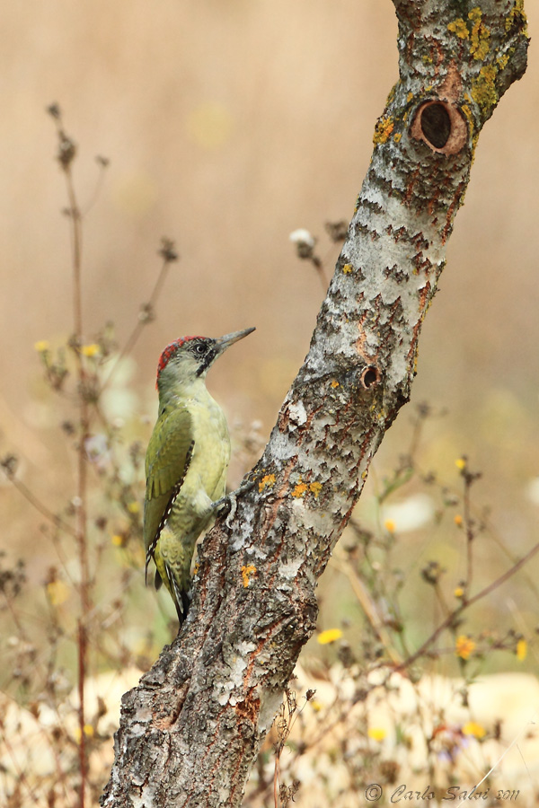 Picus viridis jr.